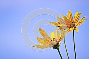 Bright yellow flowers of Jerusalem artichoke on a background of blue sky. Selective focus