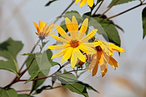 Bright yellow flowers of Jerusalem artichoke or Helianthus tuberosus herbaceous perennial plants surrounded with dark green leaves