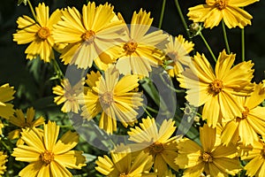 Bright yellow flowers of Lance-leaved coreopsis