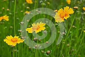 Bright yellow flowers of Lance-leaved coreopsis Coreopsis lanceolata.