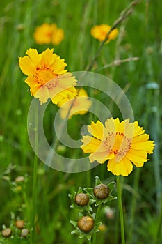 Bright yellow flowers of Lance-leaved coreopsis Coreopsis lanceolata. photo