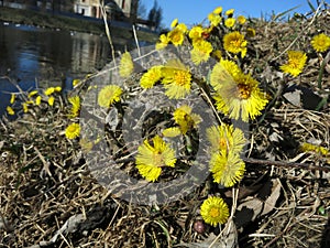 Bright yellow flowers mother and stepmother on a hillock with