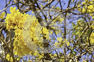 Bright yellow flowers or Peltophorum pterocarpum on the trees and the sky in the garden