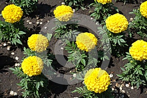 Bright yellow flowers and pinnate leaves of marigold