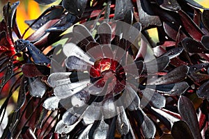 Spring Bloom Series - Stunning Black Leaves on Aeonium Zwartkop Succulent photo