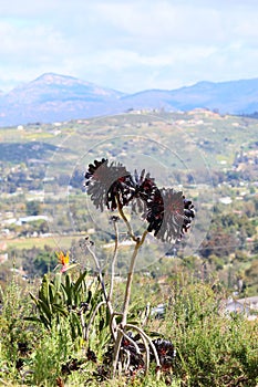 Spring Bloom Series - Stunning Black Leaves on Aeonium Zwartkop Succulent photo