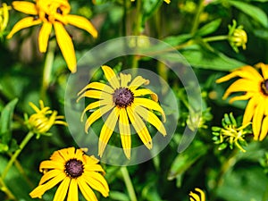Bright yellow flowers of rudbeckia on agreen background close up