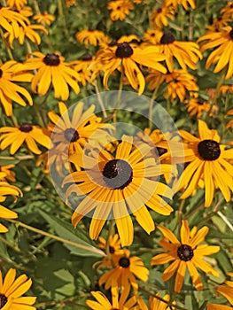 Bright yellow flowers of rudbeckia Black-eyed Susan (Rudbeckia hirta)