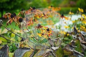 Bright yellow flowers of rudbeckia, commonly known as coneflowers or black eyed susans, in late autumn garden. Rudbeckia fulgida