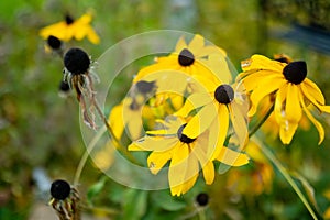 Bright yellow flowers of rudbeckia, commonly known as coneflowers or black eyed susans, in late autumn garden. Rudbeckia fulgida