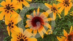 Bright yellow flowers of Rudbeckia, similar to daisies