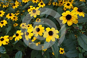 Bright yellow flowers of Rudbeckia triloba in August