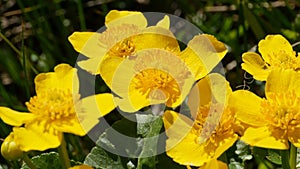 Bright yellow flowers spring primroses