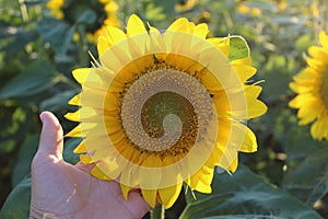 Bright yellow flowers of sunflowers