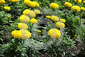 Bright yellow flowers of Tagetes erecta photo