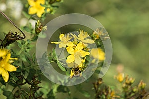 Bright yellow flowers of tutsan and a bee collecting pollen