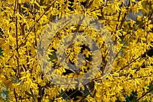 Bright yellow Forsythia bush on the spring sun against the black background of bygone winter