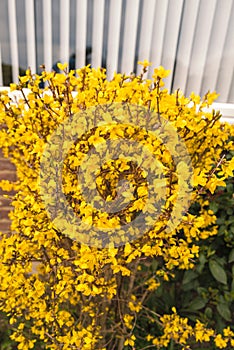 Bright yellow Forsythia flowering in early spring in front of a window with white vertical blinds