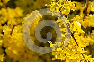 Bright yellow Forsythia glows with happiness on the spring sun against the black background