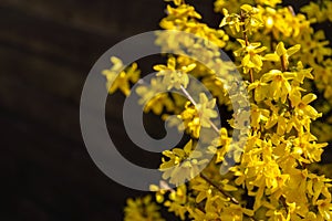 Bright yellow Forsythia glows with happiness on the spring sun against the black background of bygone winte