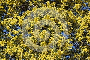 Bright yellow fresh and wild Mimosa, symbol of 8 March, Spring floral abstract background