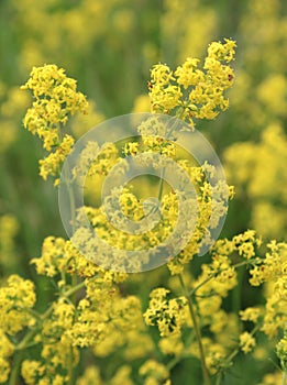 Bright Yellow Galium verum flowers