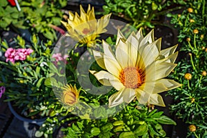 Bright yellow Gazania flower of splendens genus asteraceae in da