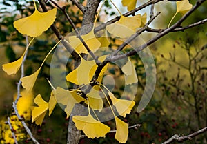 Bright Yellow Ginkgo Leaves in the Fall