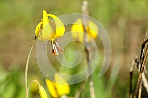 A bright yellow Glacier Lily blooming in the spring.