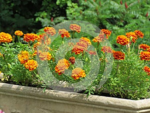 Bright yellow and gold marigolds