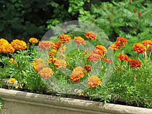 Bright yellow and gold marigolds