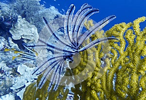 Bright yellow Gorgonian Fan Coral with Feather Crinoid on Tip in Blue Ocean