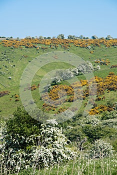 The bright yellow gorse bushes on the Yorkshire Wolds photo