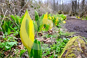 Bright yellow and green flowers on a skunk cabbage blooming in a wetland on damp spring day