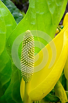 Bright yellow and green flowers on a skunk cabbage blooming in a wetland on damp spring day