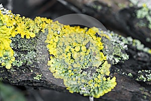 Bright yellow-green lichen Xanthoria parietina on tree bark