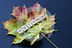 Bright yellow green orange red maple leaf lies on black dark modern concrete background, word autumn is written from wooden