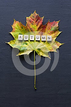 Bright yellow green orange red maple leaf lies on black dark modern concrete background, word autumn is written from wooden