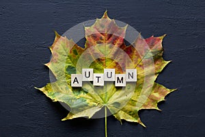 Bright yellow green orange red maple leaf lies on black dark modern concrete background, word autumn is written from wooden