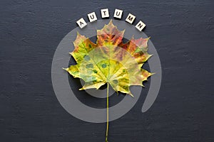 Bright yellow green orange red maple leaf lies on black dark modern concrete background, word autumn is written from wooden