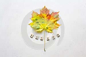 Bright yellow green orange red maple leaf lies on white light modern concrete background, word autumn is written from wooden