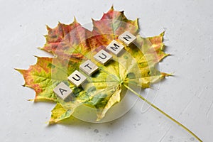Bright yellow green orange red maple leaf lies on white light modern concrete background, word autumn is written from wooden