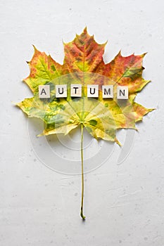 Bright yellow green orange red maple leaf lies on white light modern concrete background, word autumn is written from wooden