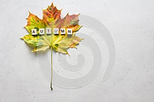 Bright yellow green orange red maple leaf lies on white light modern concrete background, word autumn is written from wooden