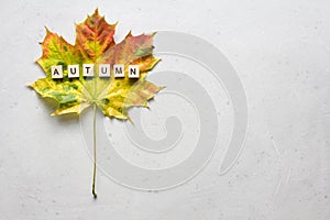 Bright yellow green orange red maple leaf lies on white light modern concrete background, word autumn is written from wooden