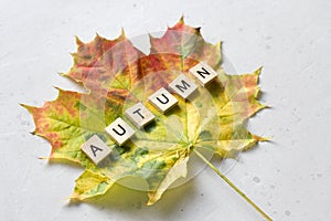 Bright yellow green orange red maple leaf lies on white light modern concrete background, word autumn is written from wooden