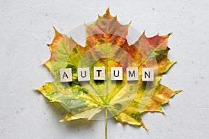 Bright yellow green orange red maple leaf lies on white light modern concrete background, word autumn is written from wooden