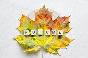 Bright yellow green orange red maple leaf lies on white light modern concrete background, word autumn is written from wooden