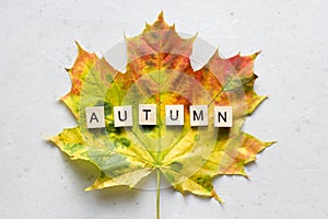 Bright yellow green orange red maple leaf lies on white light modern concrete background, word autumn is written from wooden