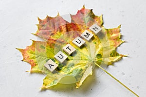 Bright yellow green orange red maple leaf lies on white light modern concrete background, word autumn is written from wooden